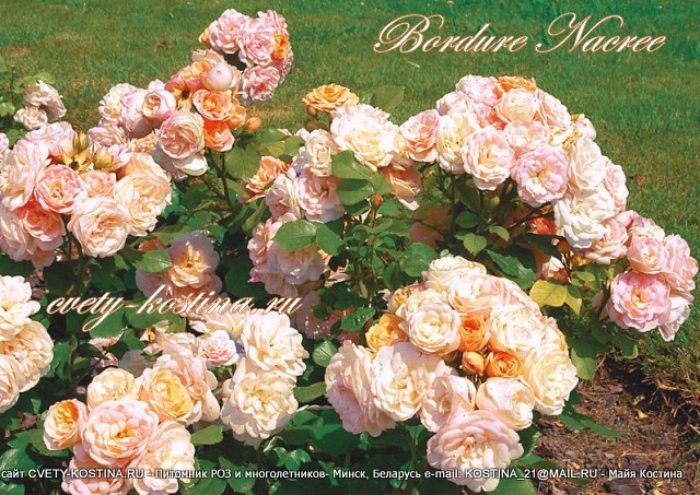 роза патио сорт Bordure Nacree цветущий сорт в саду