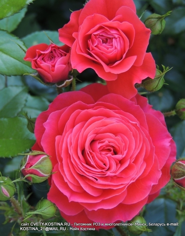 роза флорибунда сорт Cherry Girl - KORkosieb 