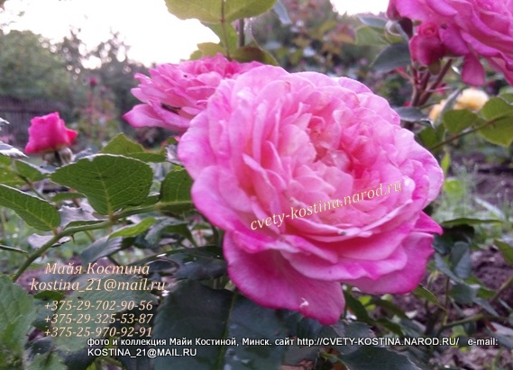 роза Тантау флорибунда Country Girl , цветущий куст в розарии фото