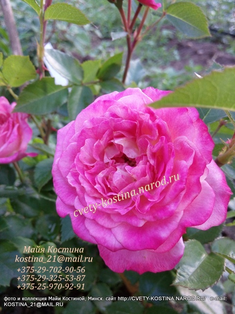 цветок розы группы флорибунда Country Girl в саду