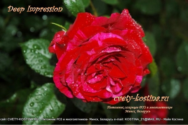 роза флорибунда Deep Impression фото