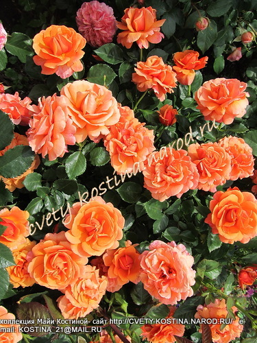 роза флорибунда сорт Easy Does It - цветущий куст, фото