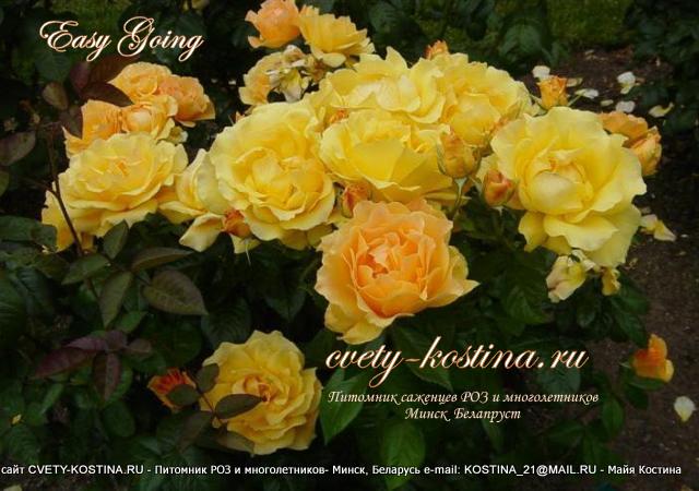 роза флорибунда Easy Going- HARflow, Don Quichotte, цветы, фото, описание. 