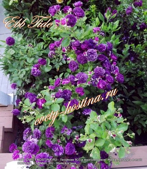 фиолетовая роза флорибунда Ebb ​Tide- Purple Eden, цветущий куст