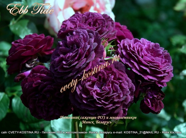 фиолетовая роза флорибунда сорт Ebb ​Tide-WEKsmopur, Purple Eden, фото, цветы