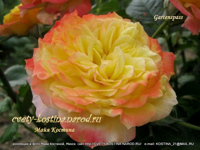 роза Кордеса Gartenspass цветок фото