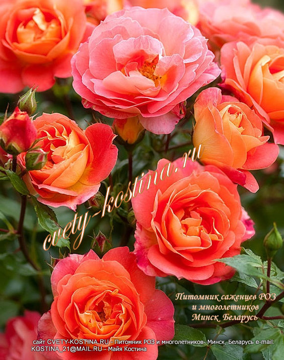 роза Floribunda сорт Gebruder Grimm- KORassenet, Eternal Flame, фото, описание