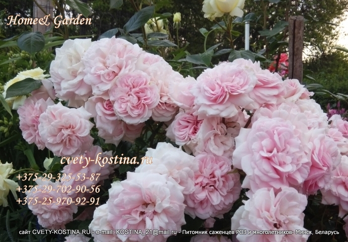 ностальгическая розовая роза флорибунда Home & Garden - Kordes