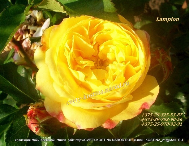 rose Lampion floribunda tantau