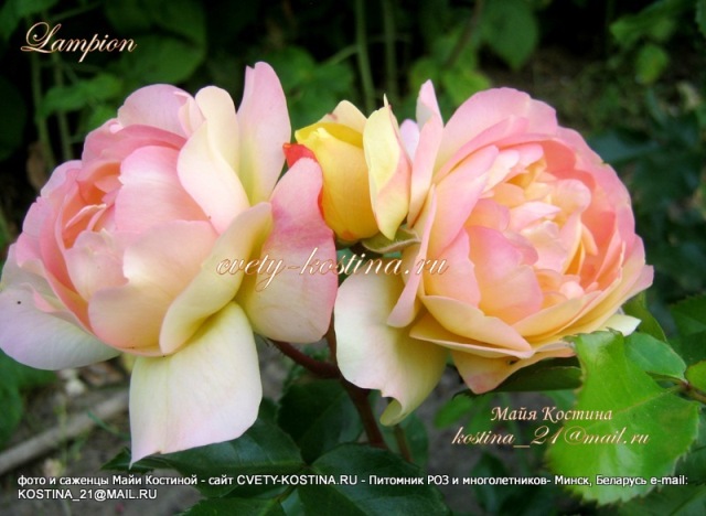 роза Lampion флорибунда цветок сорта фото