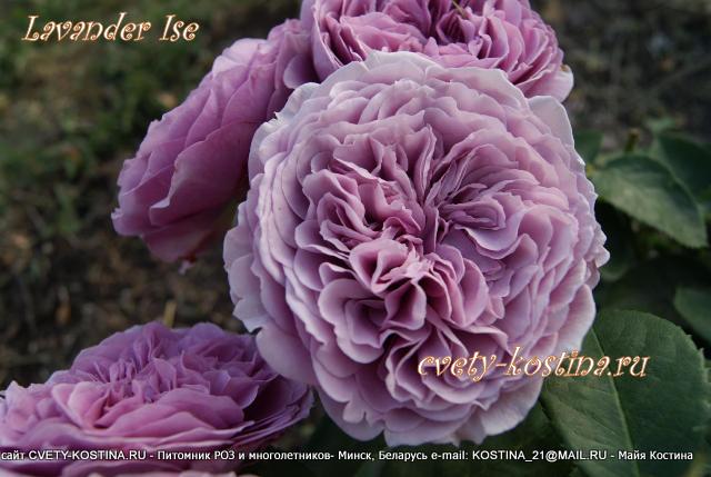 роза сиреневая флорибунда Lavender Ice, Tantau