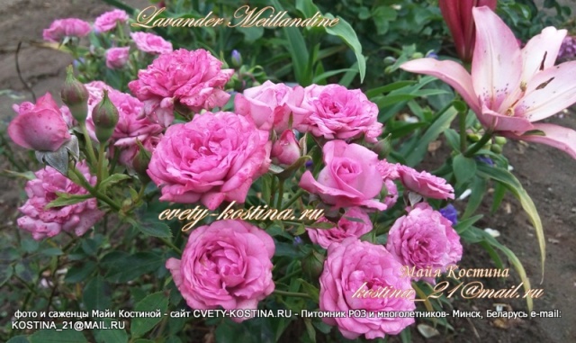 роза миниатюрная сорт Lavender Meillandina -MEIptima, Lavender Sunblaze сиреневые цветы