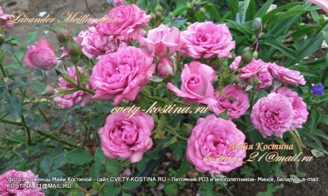 роза миниатюрная сиреневая сорт Lavender Meillandina - Lavender Sunblaze цветущий куст