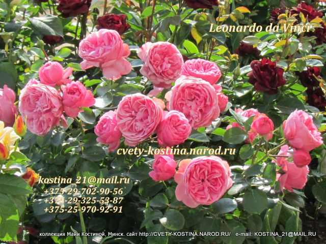розовая ностальгическая роза флорибунда сорт Leonardo da Vinci- Meilland