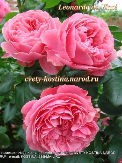 розовая роза флорибунда сорт Leonardo da Vinci-MEIdeauri