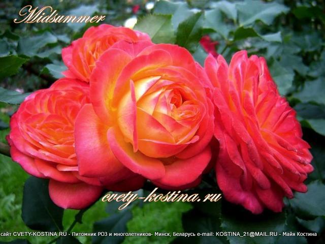 роза Тантау флорибунда сорт Midsummer двухцветная красная с желтым