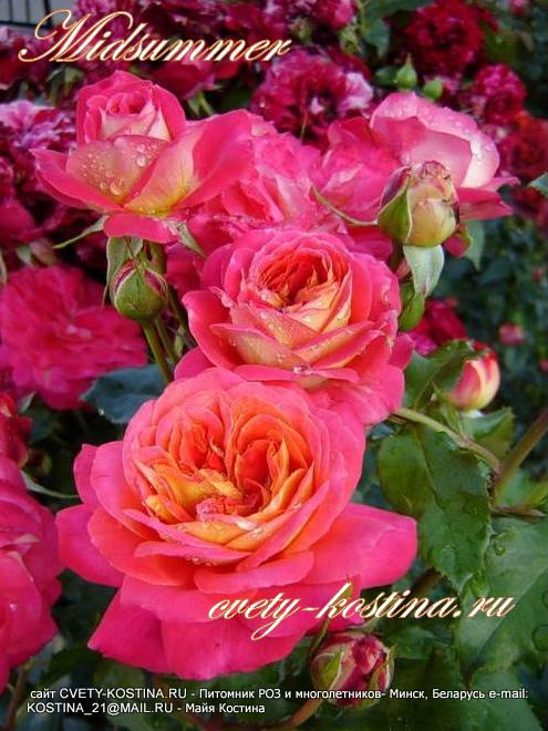 роза флорибунда Midsummer цветы