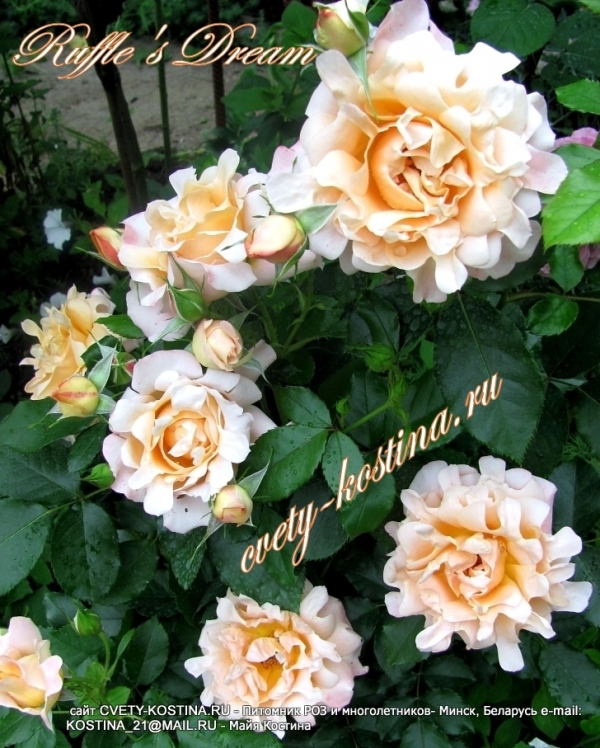 роза флорибунда сорта Ruffles Dream из серии кружевные розы, цветы