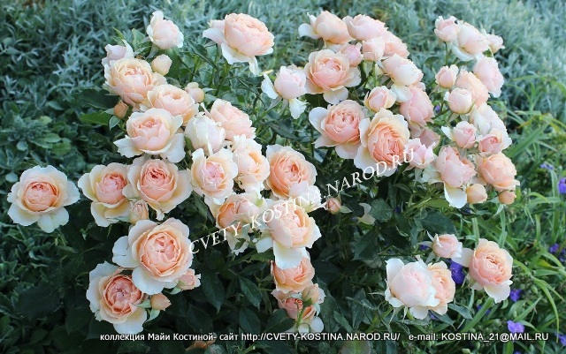 фото розы Sangerhauser Jubiaumsrose, Kordes 