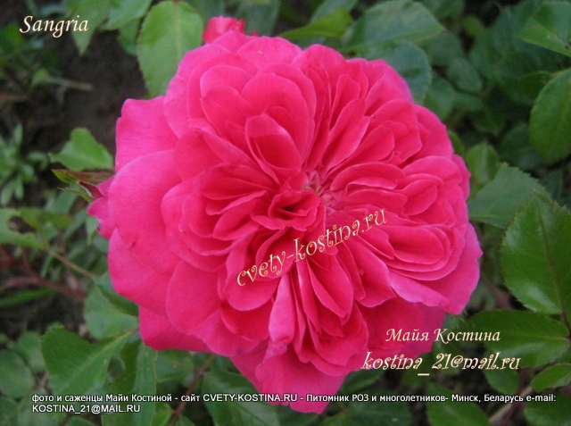 роза флорибунда сорт Sangria Meilland цветок фуксиевая окраска фото