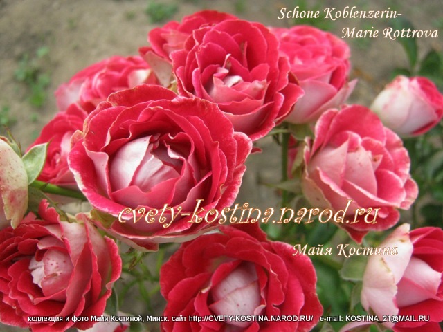 роза сорт Schöne Koblenzerin- Marie Rottrova- описание, красные с белым цветы