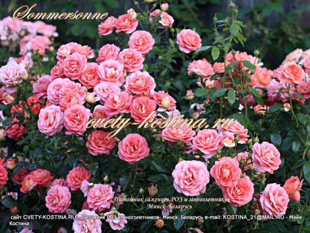 роза флорибунда сорт Sommersonne- KORfogri