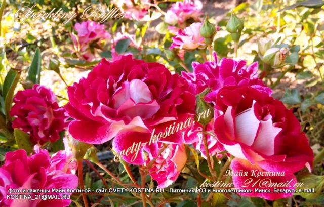роза флорибунда серия кружевные розы сорт Sparkling Ruffles