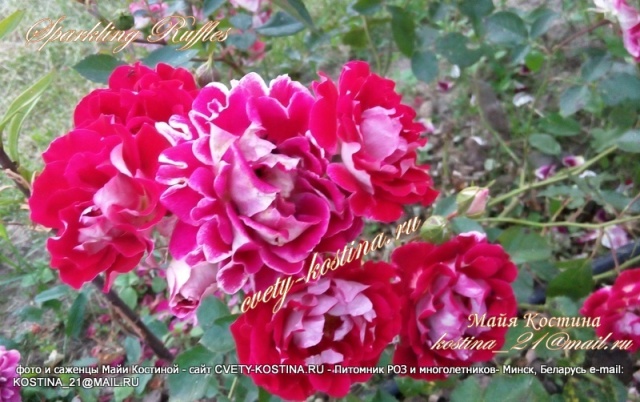 rose Sparkling Ruffles floribunda серия кружевные розы