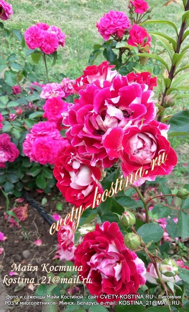 роза флорибунда Sparkling Ruffles и Sangria в саду