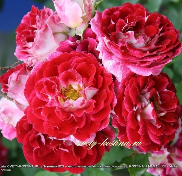 роза флорибунда Sparkling Ruffles - игристые кружевая- красная с белым