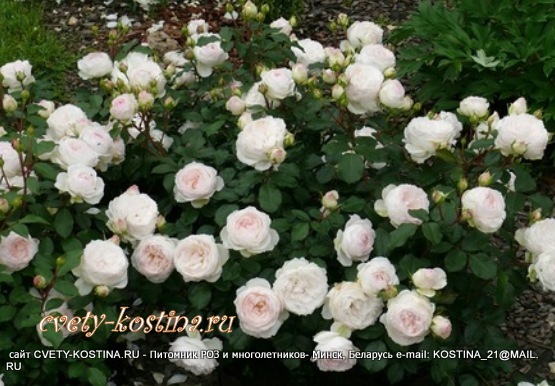 роза флорибунда сорт Stephanie Baronin zu Guttenberg