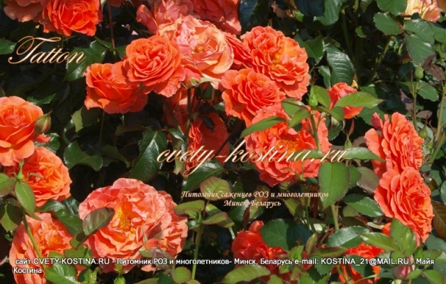 оранжевая роза флорибунда сорт Tatton- цветы, фото, описание 