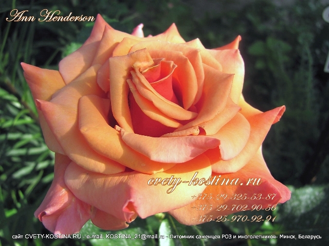 роза флорибунда сорт Ann Henderson