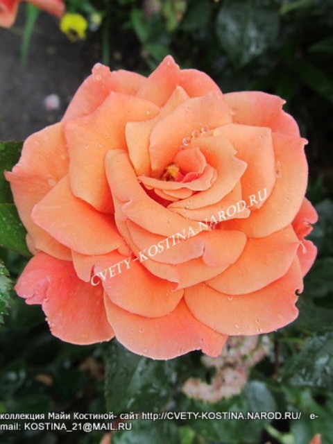 роза флорибунда сорт Ann Henderson- цветок, фото