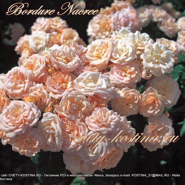 абрикосовая роза патио сорт Bordure Nacree цветы, цветущий куст