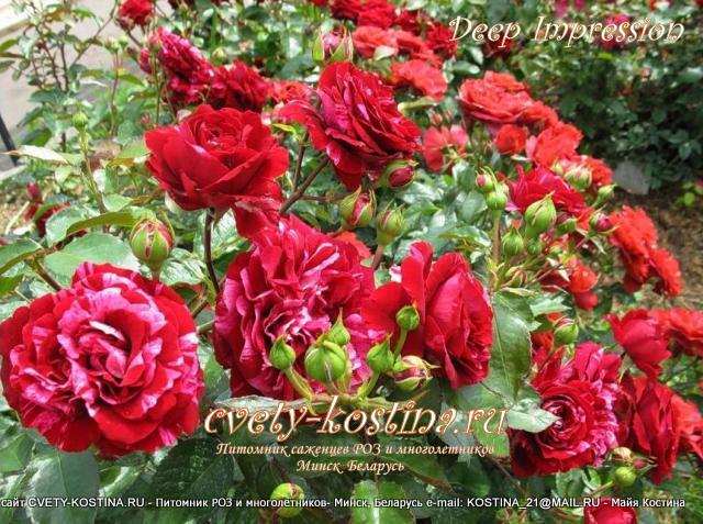 роза Florubunda Deep Impression, фото куста Tantau