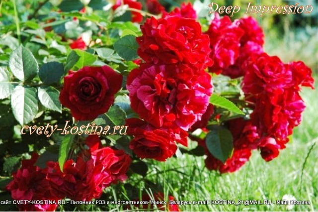 роза Deep Impression floribunda, куст с красными цветами