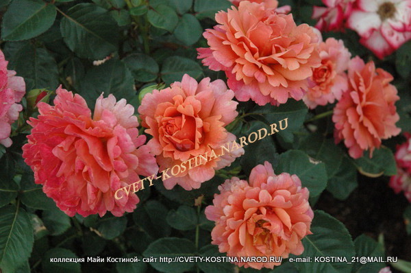 оранжевая роза флорибунда сорт Easy Does It, фото, описание, цветы 