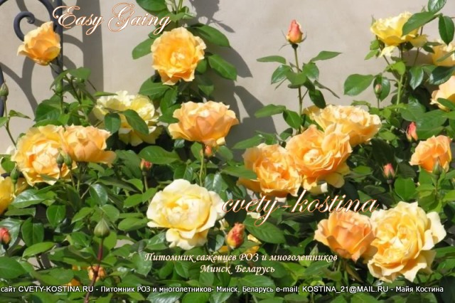 желтая роза флорибунда сорт Easy Going- цветущий куст