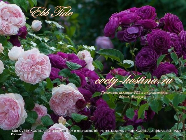 фиолетовая роза флорибунда сорт Ebb ​Tide-Purple Eden, фото, цветы