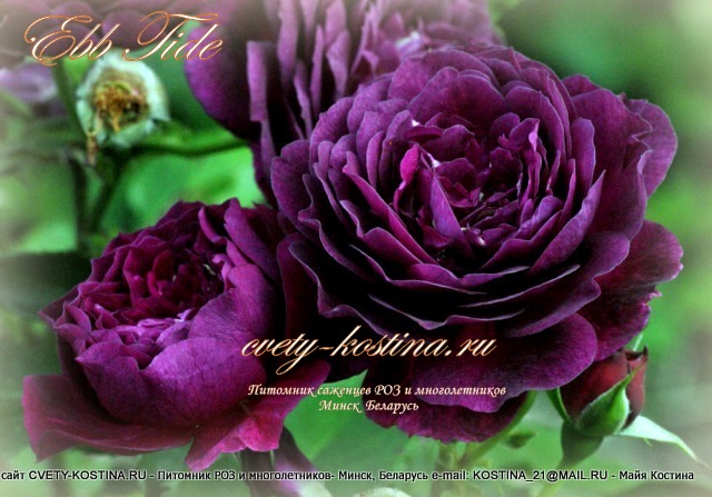 фиолетовая роза флорибунда сорт Ebb ​Tide- Purple Eden, цветок