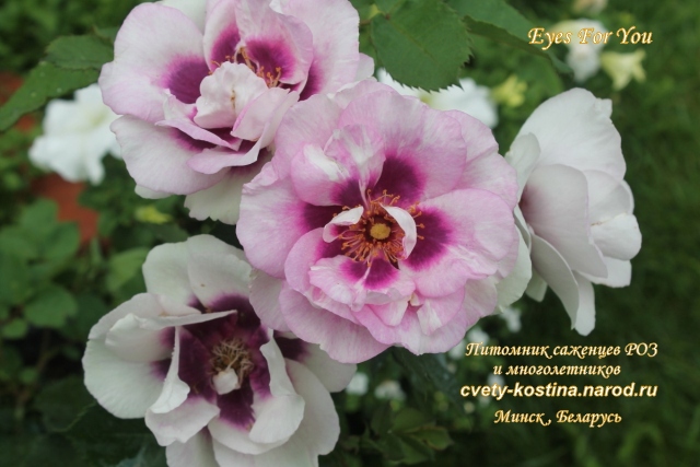 роза Eyes for You- PEJbigeye, Pejambigeye-Гибрид Hulthemia persica - Floribunda