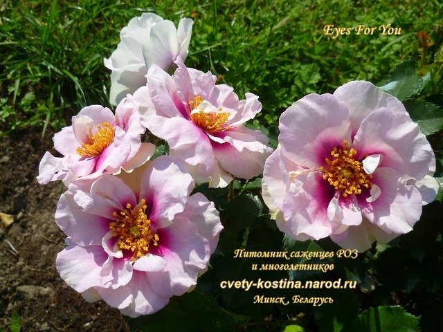 роза Eyes for You- PEJbigeye, Pejambigeye, цветы, фото