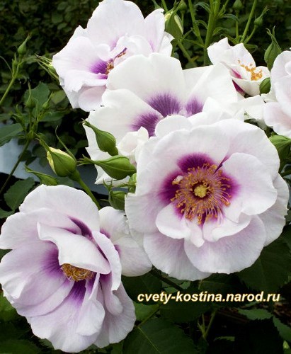 роза Eyes for You-белые цветы в фиолетовым глазком, фото