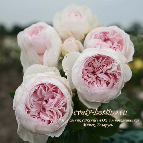 бело-розовая роза флорибунда сорт Herzogin Christiana, группа New Parfuma