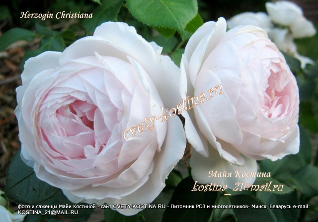 роза флорибунда Herzogin Christiana цветок бело-розовый