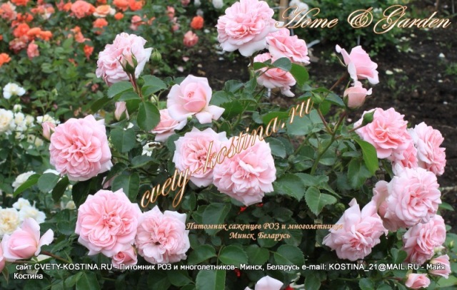 розовая роза флорибунда Home & Garden - Kordes