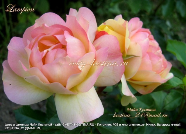 роза флорибунда Lampion tantau, описание