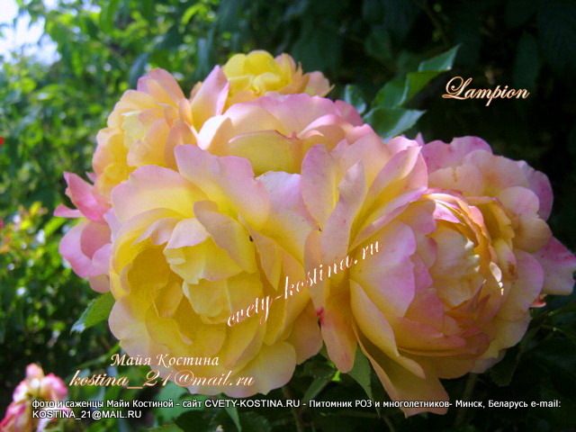соцветие розы флорибунда сорт Lampion куст в саду
