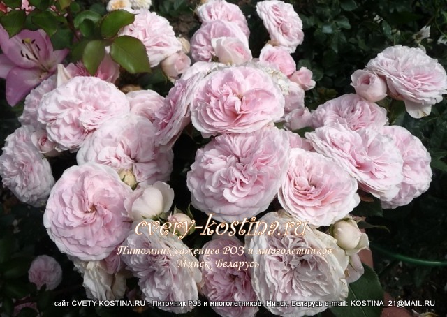 нежно-розовая ностальгическая роза флорибунда сорт Mariatheresia, описание, цветы 
